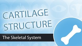 Cartilage Structure [upl. by Mcgray]