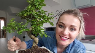 How to trim bonsai tree  bonsai tree care [upl. by Sukcirdor]