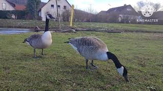 Gänse in Ebermannstadt Germany ebermannstadt goose geese [upl. by Ahsiuqet]