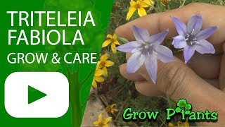 Triteleia fabiola  grow amp care Triplet lilies [upl. by Einhorn554]