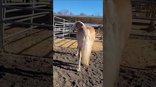 ❤️ Haflinger horses ❤️ are beautiful [upl. by Hugibert]