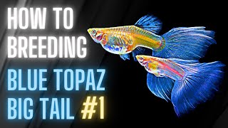 Guppy Fish Care  How to Breeding Guppies  Blue Topaz Big Tail Day 1 [upl. by Holihs]