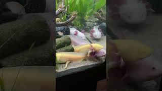 axolotes axolotl axolotllove amfibi axolotlpet fyp [upl. by Byler]