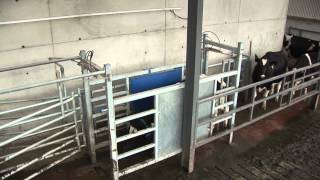 Dairymaster AutoDraftingSorting System [upl. by Oirevas]