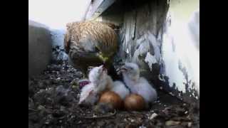 Kestrelsfalcon chicks are hatched  Falken sind geschlüpft [upl. by Bechler848]