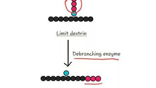 Glycogenolysis [upl. by Marlon]