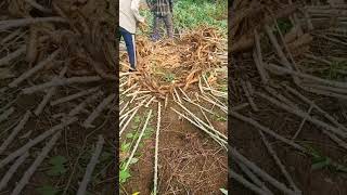 cassava agriculture shortvideo farmersworld farming farmingworld nature [upl. by Ruddy]