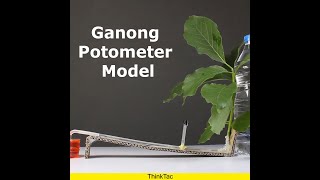 Ganong Potometer Model  ThinkTac  YouTubeShorts DIY Short DIYscience [upl. by Carroll]