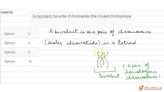 During synapsis the number of chromonemata DNA in bivalent chromosome are [upl. by Udale91]