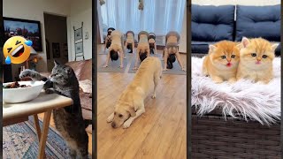 Cute Animals ❤️ kitten meowing cute 🐱 HappyCats Part 1105 [upl. by Fasto]