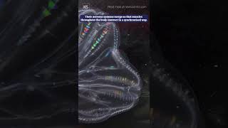 Comb jellies fuse to become one individual [upl. by Elton536]