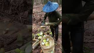 Bamboo shoots harvesting season satisfying bamboo agriculture farming harvest [upl. by Yeleen]