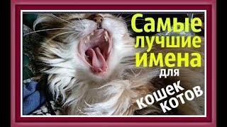 ИМЕНА ДЛЯ КОШЕК КОТОВ Как назвать котенка Как назвать кошку Как назвать кота КЛИЧКИ ДЛЯ КОТОВ КОШЕК [upl. by Man716]