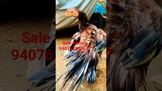 parrot beak pair sale in sri Lanka Jaffna [upl. by Gingras]