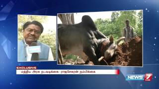 Jallikattu Peravai head P Rajasekaran hopeful of Jallikattu ban lift  Exclusive  News7 Tamil [upl. by Nomannic]