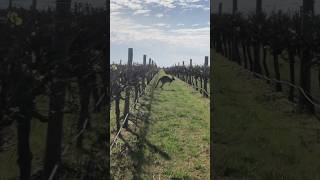 Kangaroos in South Australia they are in fields [upl. by Ecikram]