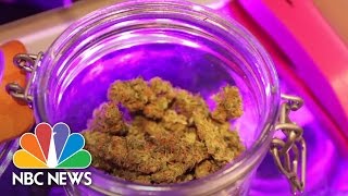 Legalized A Year In The Life Of Colorados Legal Weed Experiment  NBC News [upl. by Norwood]