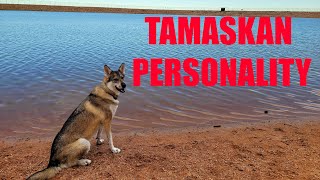 The Tamaskan Personality [upl. by Renaud]