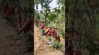 Airborne Sweet Potato Farming [upl. by Elcarim49]