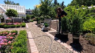 Potting Up Heirloom Mums Pruning Tree Roses amp Planting Boxwoods 🌸✂️🌲  Garden Answer [upl. by Lenzi]