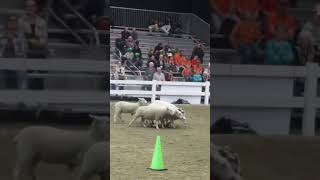 Royal Winter Fair 2024 Sheep Herding Demonstration [upl. by Buckels]