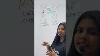 Sister vs Non sister Chromatids  Class 11 Biology  NEET chromatids sisterchromatid [upl. by Anazraf]