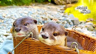 My Otters Are Too Relaxed on the Riverbank Otter Life Day 929 [upl. by Arten]