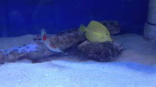 Aqua SD Twinspot Wrasse Yellow Tang Anthias Fish [upl. by Arther458]