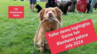 Nova Scotia Duck Tolling Retriever  demo Game fair at Blenheim palace July 2024 [upl. by Herzog]