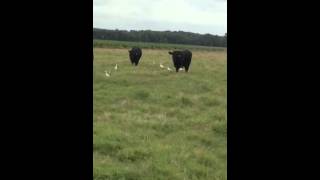 13 RomagnolaAngus Cross Bulls [upl. by Vanzant]