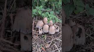 Common inkcap mushrooms Sankey canal path Penketh [upl. by Ylicic360]