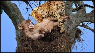 Look What Happened In Anger The Leopard Grabbed The Hyena By The Neck And Dragged It Up The Tree [upl. by Skrap224]