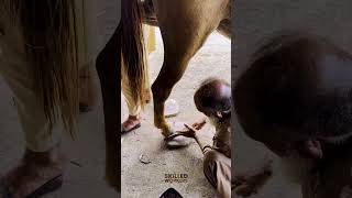 Horseshoe Restoration  Giving Hooves New Life [upl. by Marley]