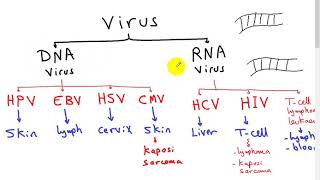 carcinogenesis 3 ONCOVIRUS  DR SAMEH GHAZY [upl. by Euqinahs]