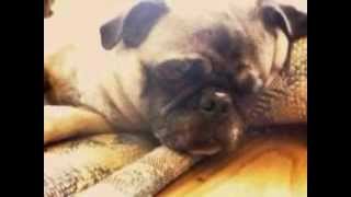 My Porky Pug Snoring Away [upl. by Marcile]