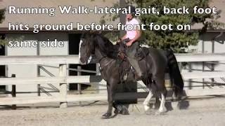 Gaited Horses and Their Gaits [upl. by Zakaria]