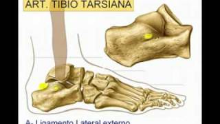 Articulacion del Tobillo Diagnostico x [upl. by Bultman33]