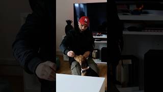 Comment apprendre le assis à mon chien [upl. by Sudnak562]