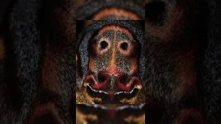 The Honey Robber DeathsHead Hawk Moth [upl. by Dett]