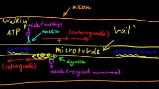 Part 3  Axonal Transport [upl. by Annauqal]