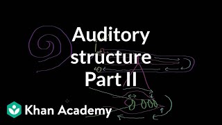 Auditory structure  part 2  Processing the Environment  MCAT  Khan Academy [upl. by Mehala670]