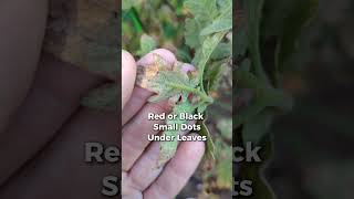 How we treat for spider mites in our organic garden using DIY insecticidal soap spidermites [upl. by Purdy89]