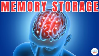 How Does The Brain Store and Retrieve Memories [upl. by Gordy]