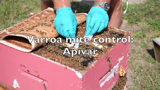 Varroa Mite Control  Apivar [upl. by Eilis387]