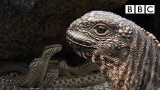 Iguana chased by killer snakes  Planet Earth II Islands  BBC [upl. by Etnom]