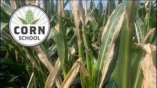 Corn School How late nitrogen impacts plants and yield [upl. by Nerual]