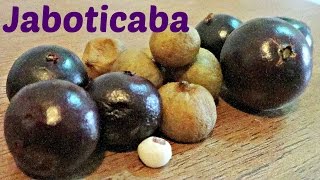 Jaboticaba Comparison  Weird Fruit Explorer  Ep 118 [upl. by Wandis284]