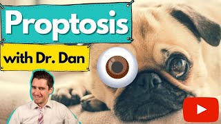 Proptosis in the dog Dr Dan explains why it happens and how they are fixed [upl. by Alel]