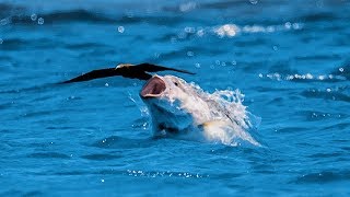 Un poisson gobe un oiseau en plein vol  ZAPPING SAUVAGE [upl. by Manson]