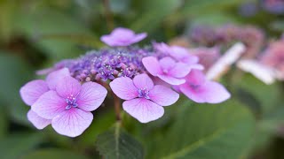 How to take hydrangea cuttings [upl. by Rodenhouse555]